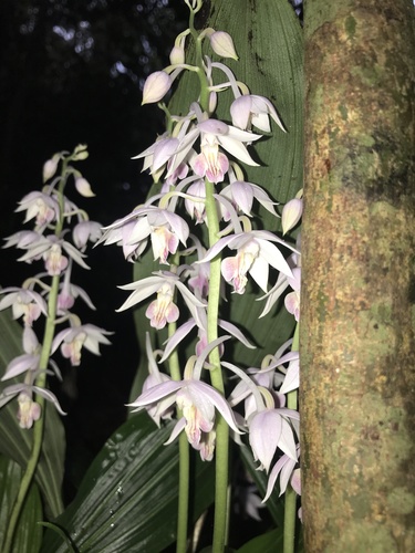 Calanthe aristulifera, photograph 2