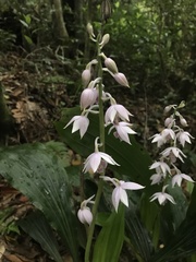 Calanthe aristulifera, photograph author not stated, no rights reserved