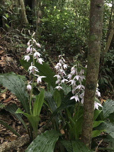 Calanthe aristulifera, photograph 3