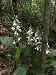 Calanthe aristulifera, photograph author not stated, no rights reserved