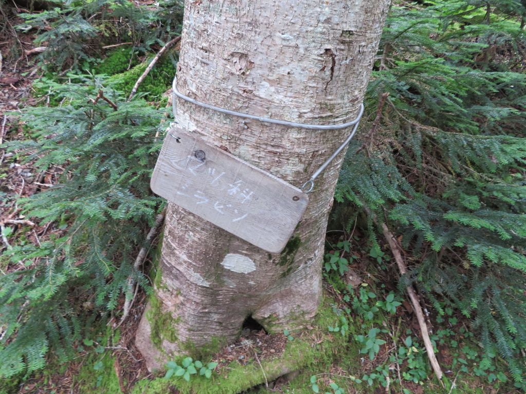 Abies veitchii; photograph (c) Marco Mussita, some rights reserved (CC BY)