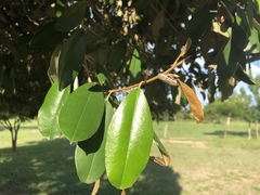 Quadrella odoratissima