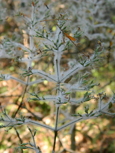 Hypoestes lasioclada image