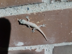 Hemidactylus frenatus