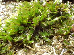 Fissidens grandifrons