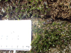 Fissidens grandifrons