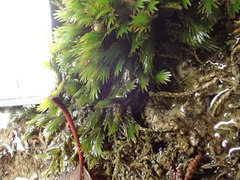 Fissidens grandifrons