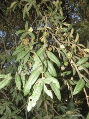 Quercus crassipes