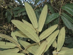 Quercus crassipes