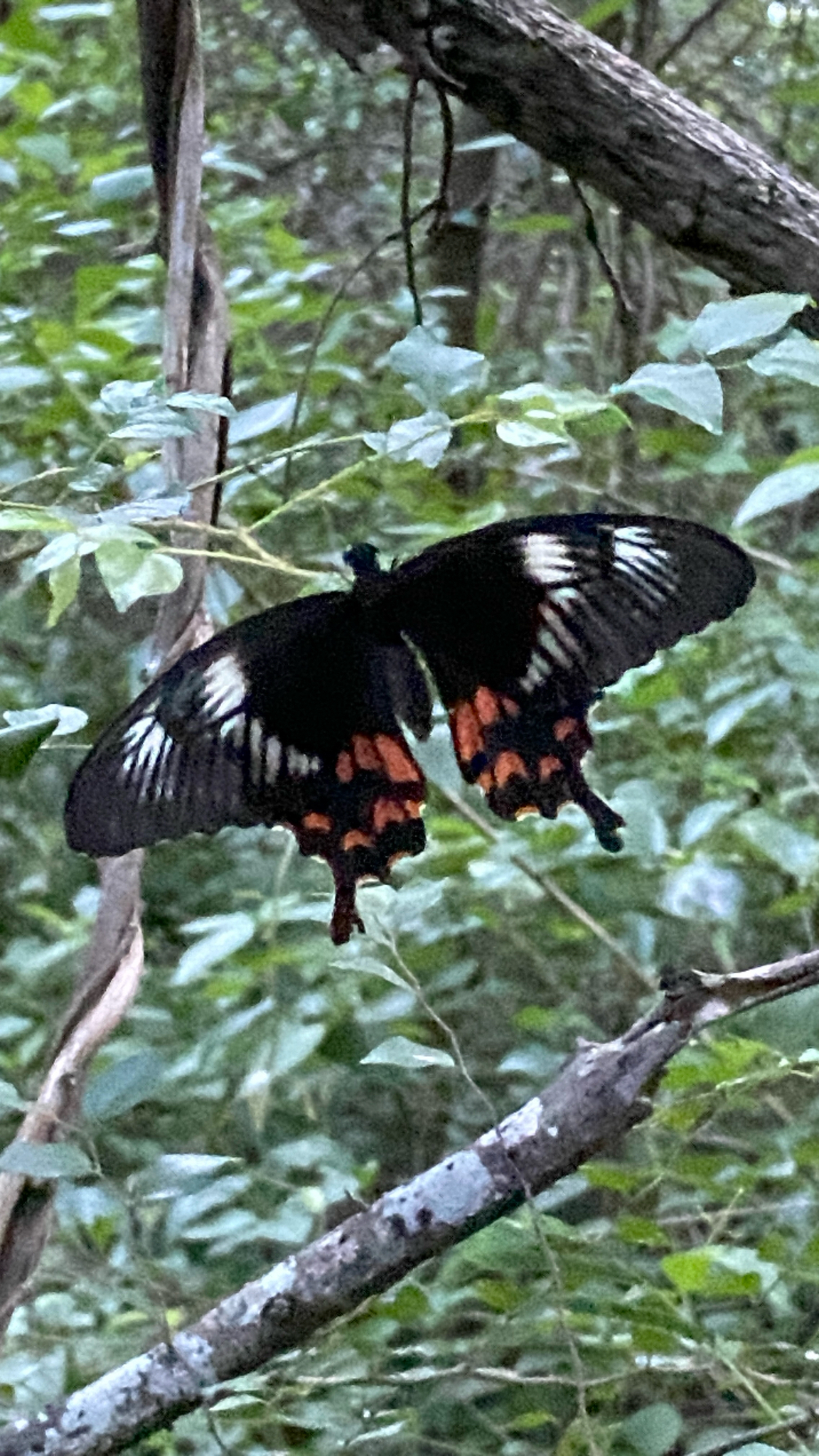 Common Mormon