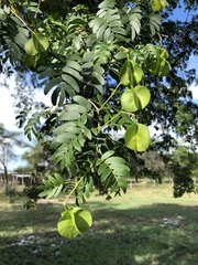 Gonopterodendron arboreum