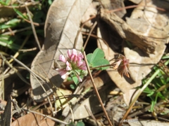Trifolium amabile
