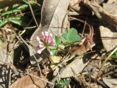 Trifolium amabile