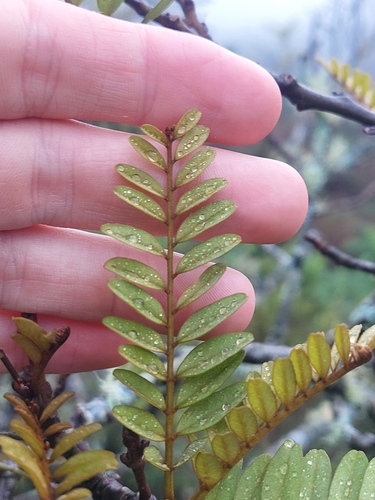 Sophora tetraptera