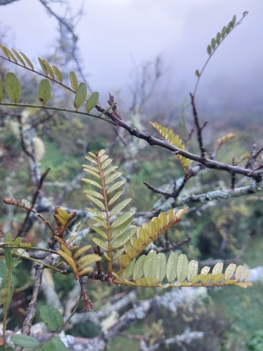 Sophora tetraptera