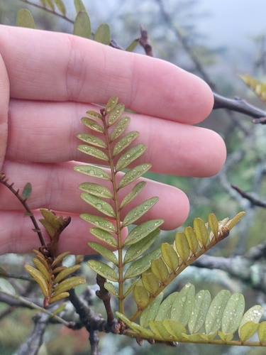Sophora tetraptera