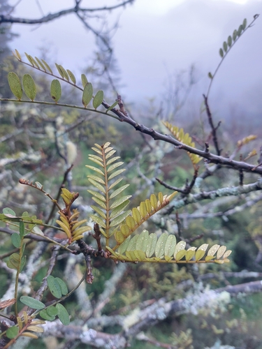 Sophora tetraptera