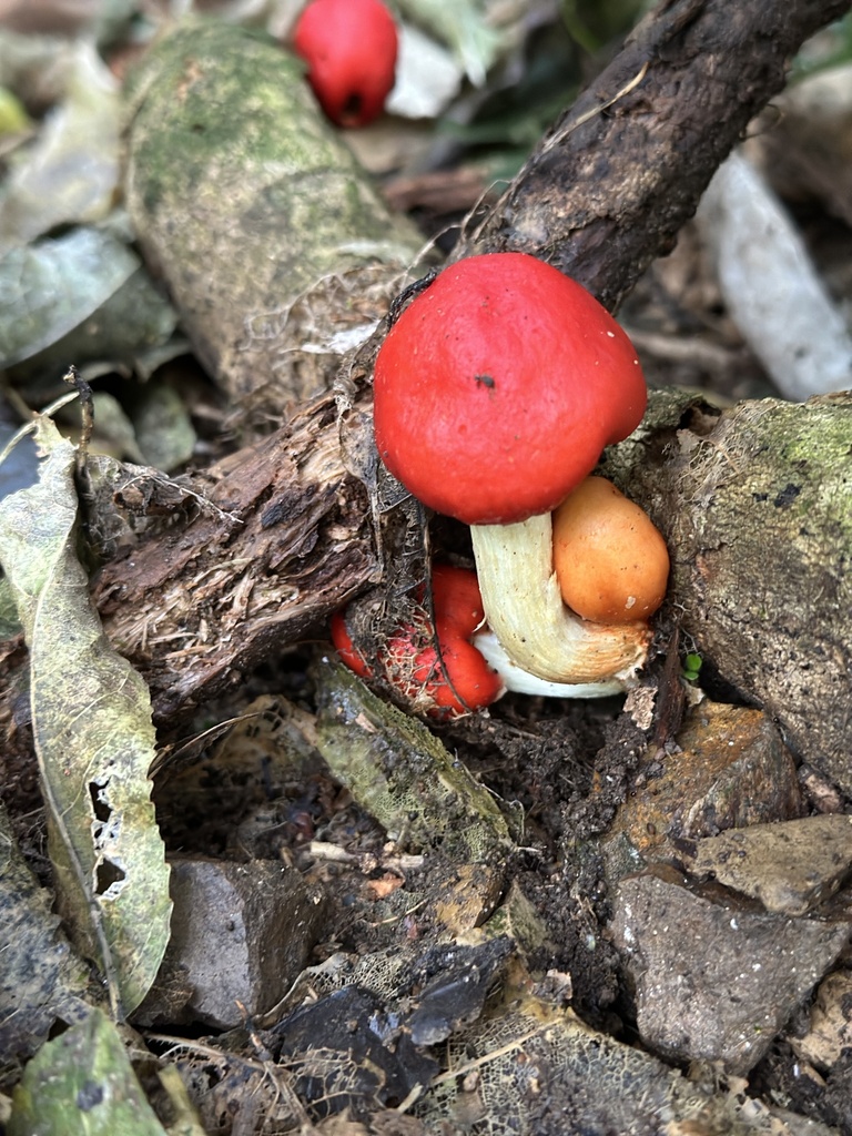 Leratiomyces erythrocephalus · June 2025 · photo: © marmalade101 (iNaturalist, cc0)