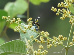 Syntomeida melanthus