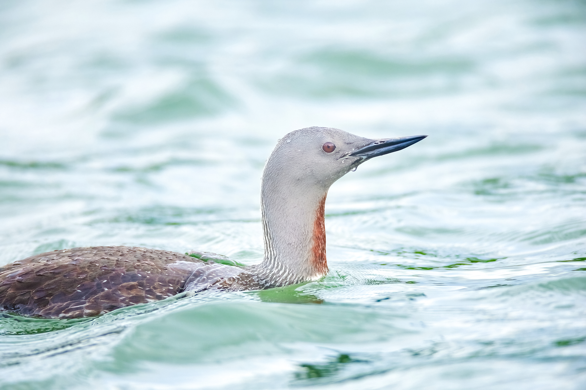Red-throated Diver (Gavia stellata)