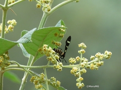 Syntomeida melanthus