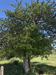 Leuenbergeria guamacho