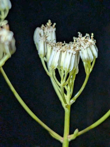 Bay County Indian Plantain (Arnoglossum album)