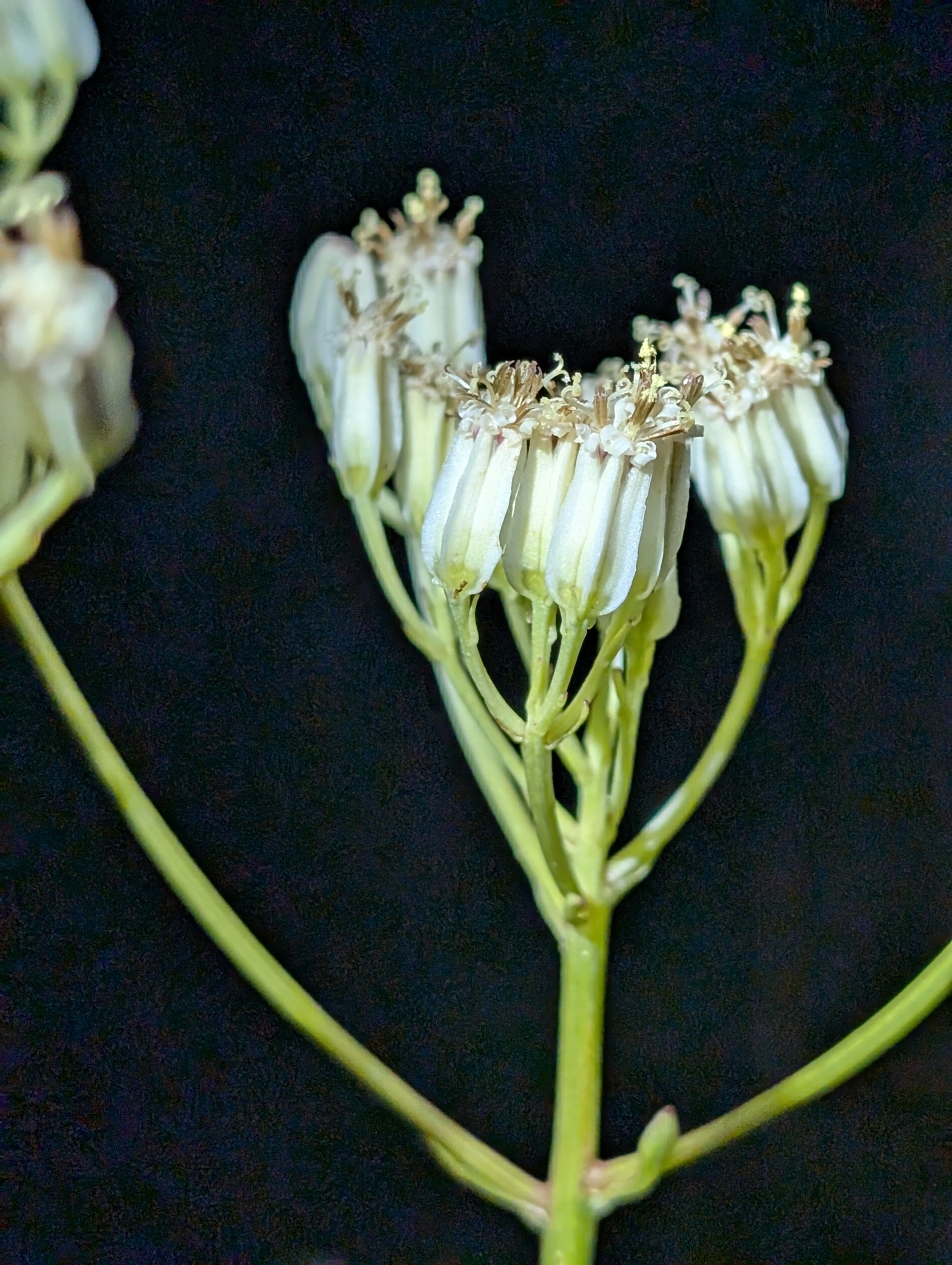 Bay County Indian Plantain (Arnoglossum album)