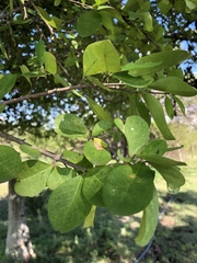 Leuenbergeria guamacho