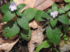 Strobilanthes tetrasperma
