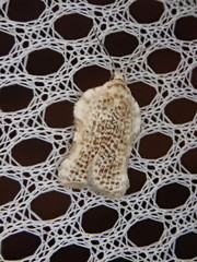 Acleris subnivana