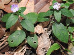 Strobilanthes tetrasperma