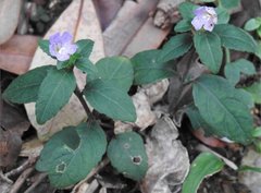 Strobilanthes tetrasperma