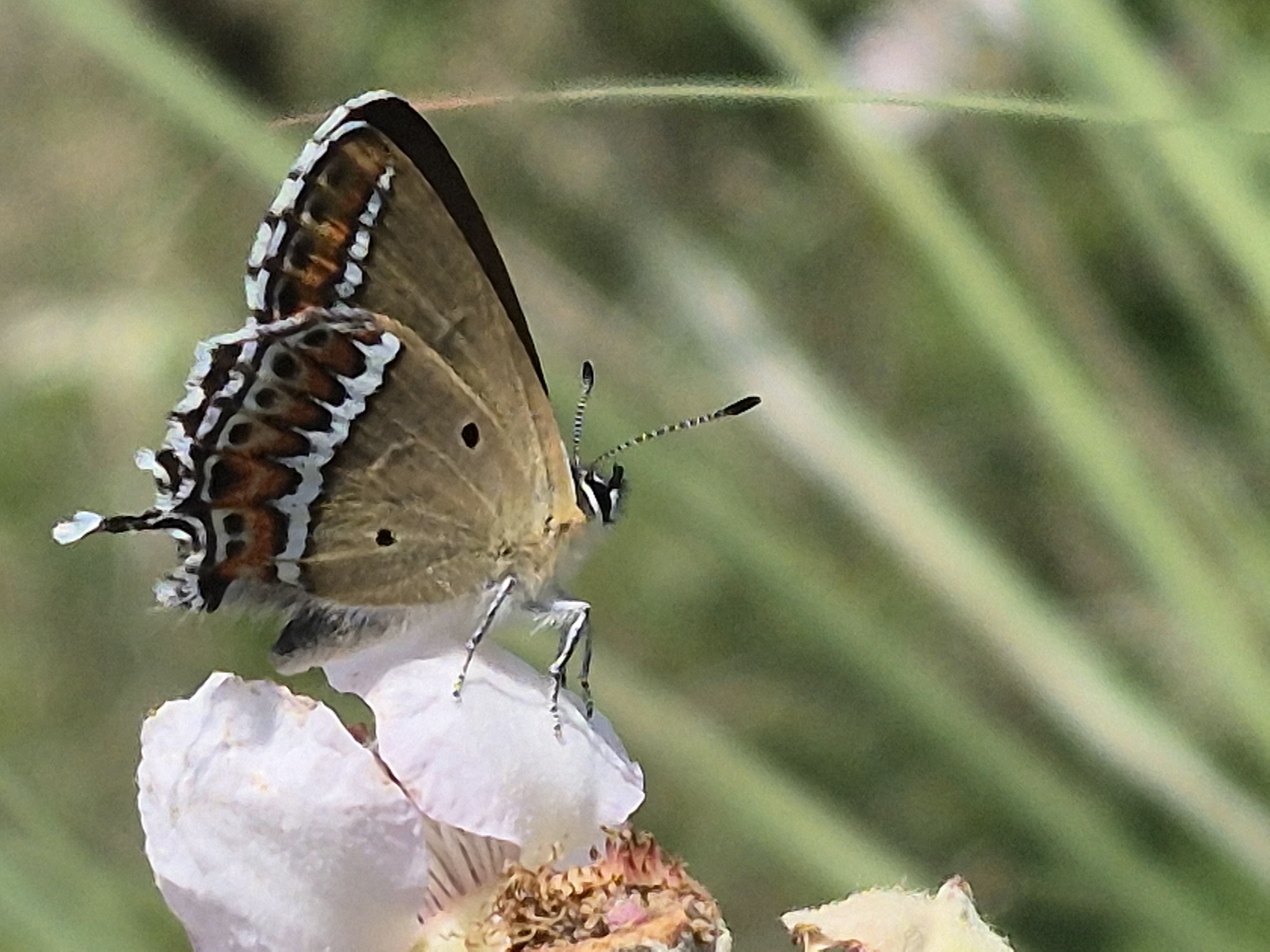 Sorrel Sapphire