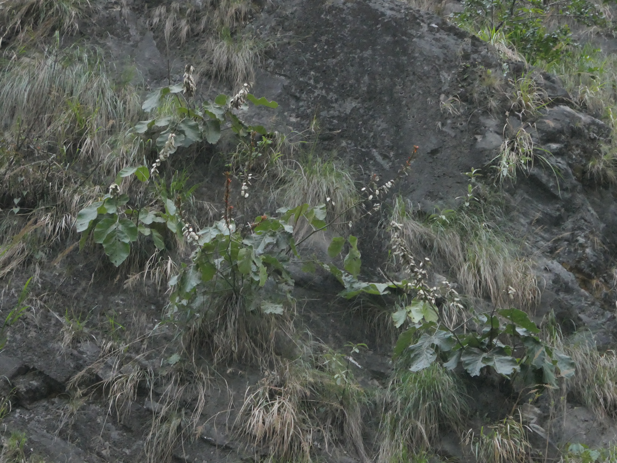 Butea buteiformis