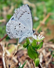 Celastrina ladon