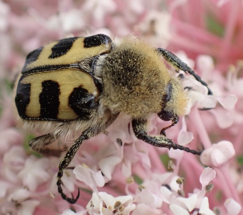 French Flower Chafer, Graafland, Groot-Ammers, South Holland, NL, photo 8 of 10