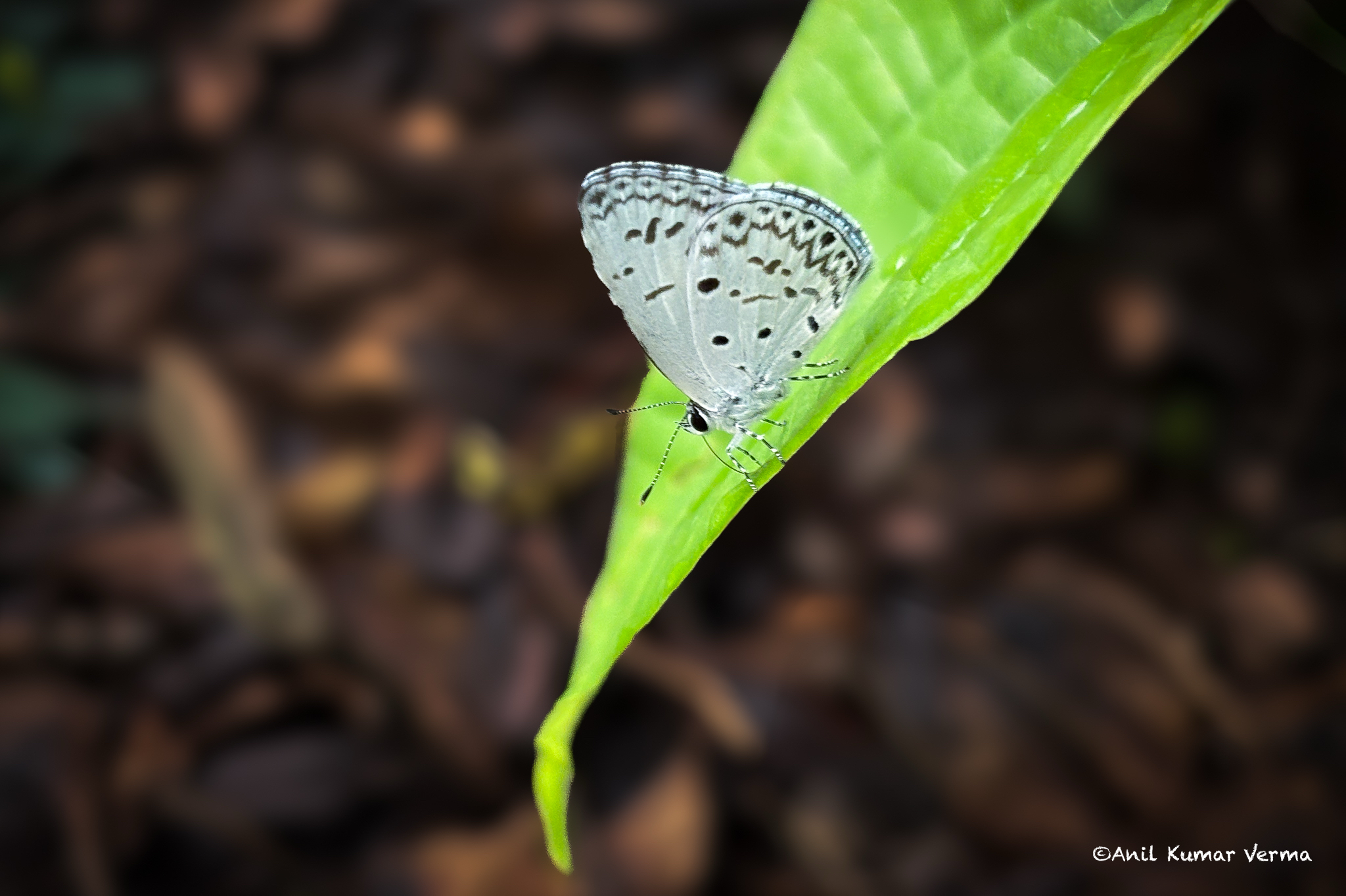 Common Hedge Blue