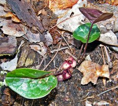 Hexastylis naniflora