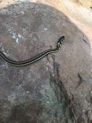Thamnophis pulchrilatus
