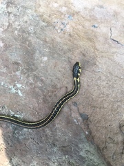 Thamnophis pulchrilatus