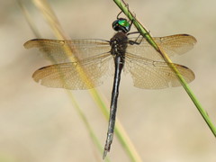 Somatochlora filosa