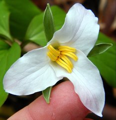 Trillium catesbaei