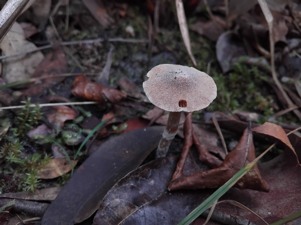 Cortinarius fibrillosus · June 2025 · photo: © sofiazed1 (iNaturalist, cc-by)