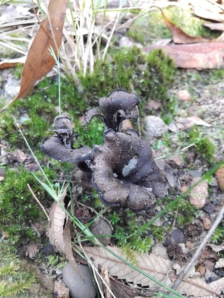 Craterellus cornucopioides · June 2025 · photo: © sofiazed1 (iNaturalist, cc-by)