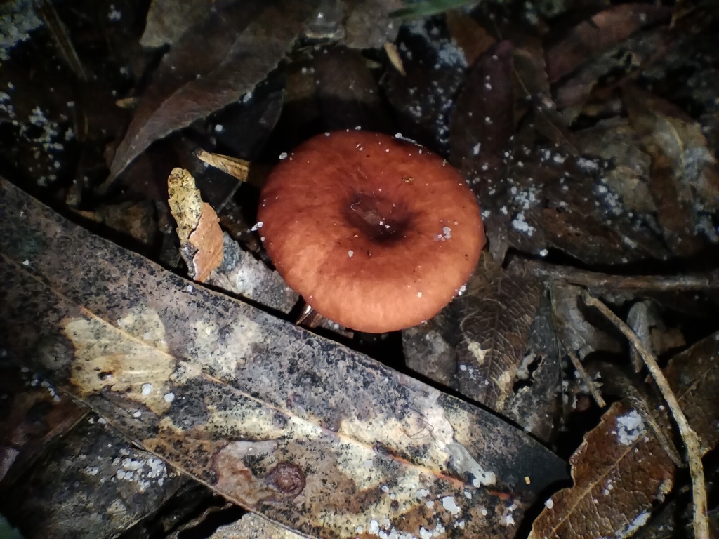 Lactarius eucalypti · June 2025 · photo: © sofiazed1 (iNaturalist, cc-by)