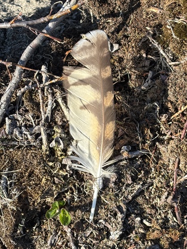 Plume de Hibou des marais