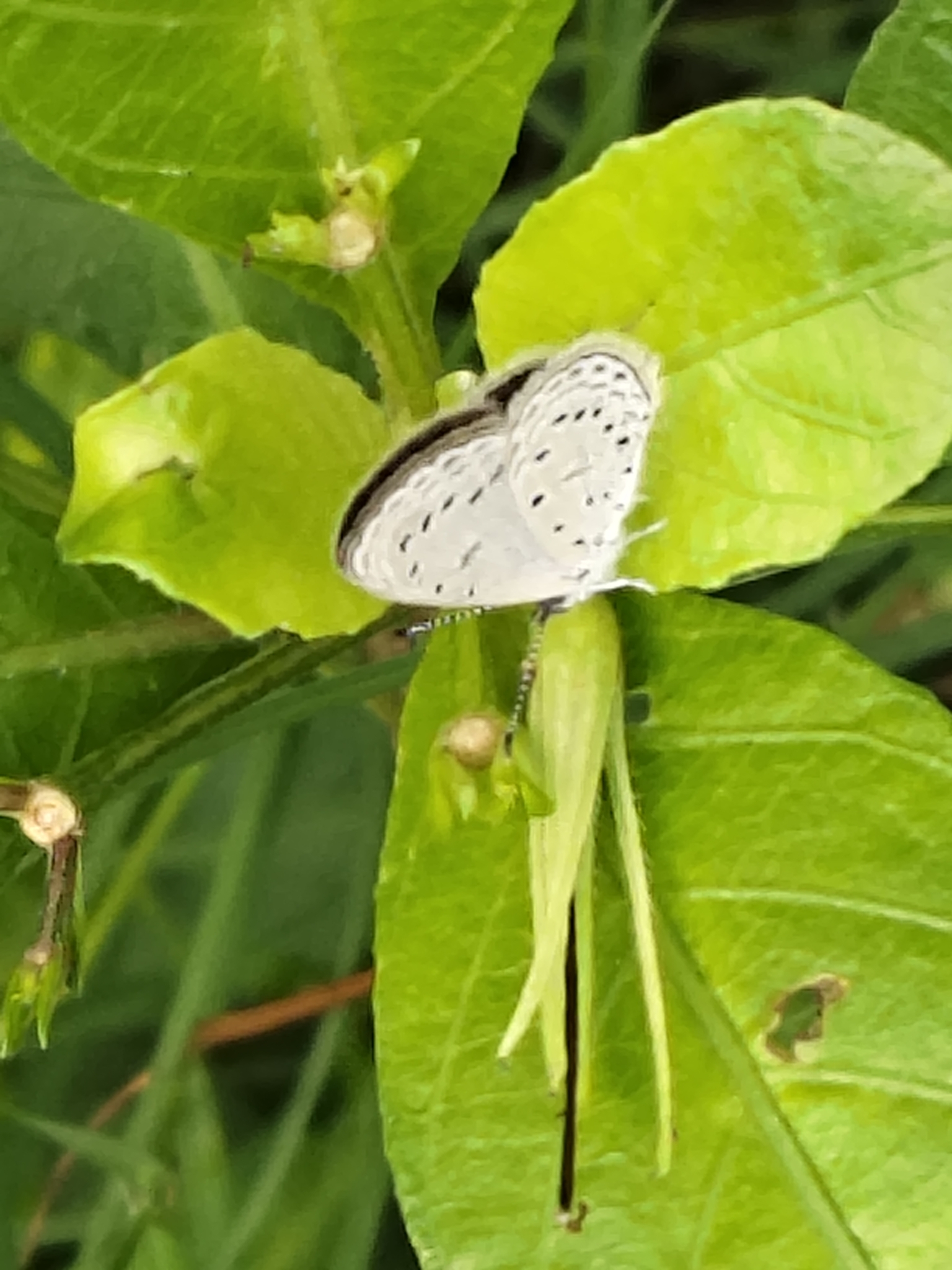 Tiny Grass Blue