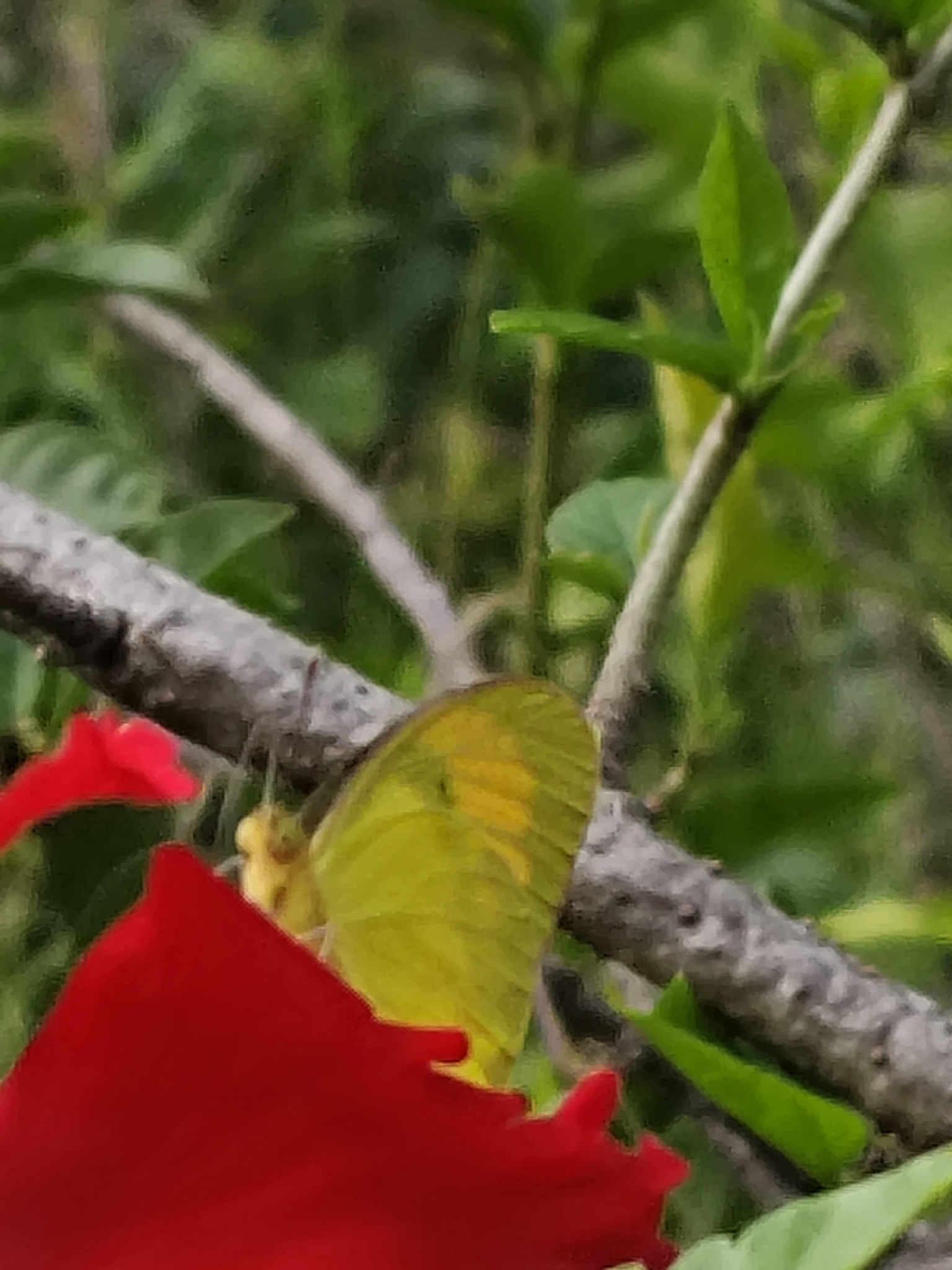 Yellow Orange-Tip