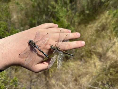 iNaturalist observation photo of California Darner